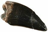 Serrated, Fossil Tyrannosaur (Nanotyrannus?) Tooth - Montana #306573-1